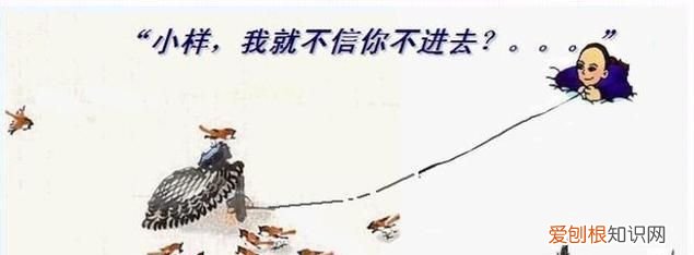 麻雀虽小五脏俱全五脏指的是什么动物