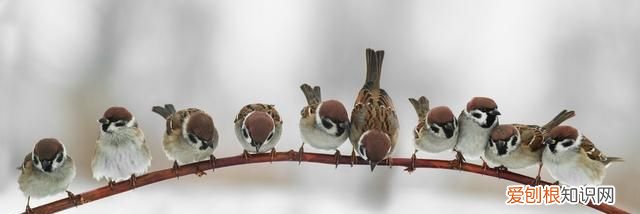 麻雀虽小五脏俱全五脏指的是什么动物