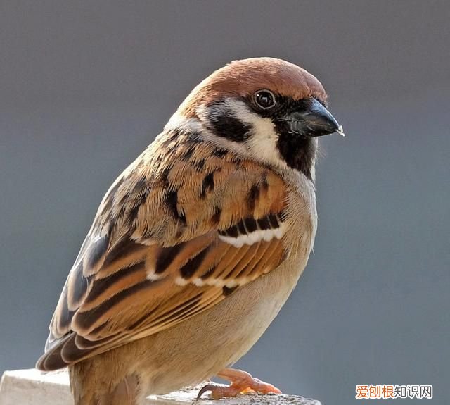 麻雀虽小五脏俱全五脏指的是什么动物