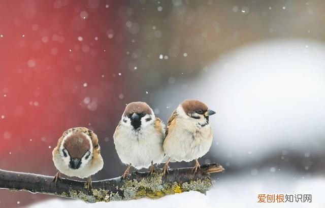 麻雀虽小五脏俱全五脏指的是什么动物