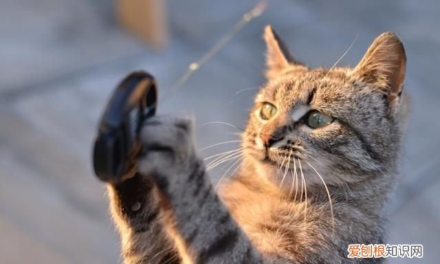 麻雀虽小五脏俱全五脏指的是什么动物