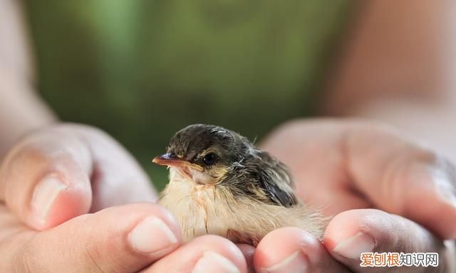 麻雀虽小五脏俱全五脏指的是什么动物