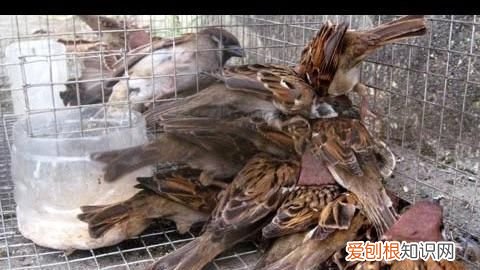 麻雀虽小五脏俱全五脏指的是什么动物