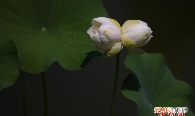 今日夏至所有美好都将如期而至 今日夏至,愿所有美好如约而至