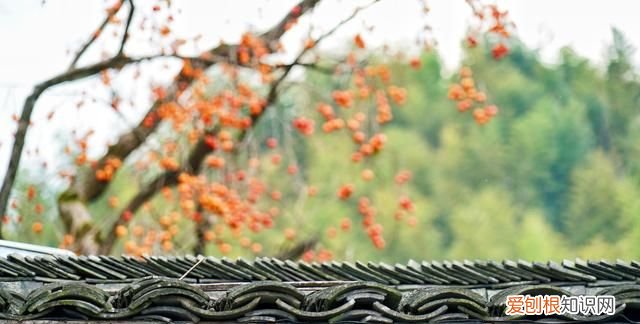 浙江这座小山村，全村人都姓沈，据说江浙地区姓沈的人都来自此处