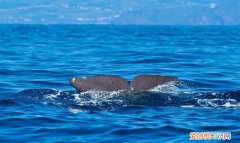 龙涎香是抹香鲸的呕吐物吗,龙涎香只有抹香鲸的才能弄吗