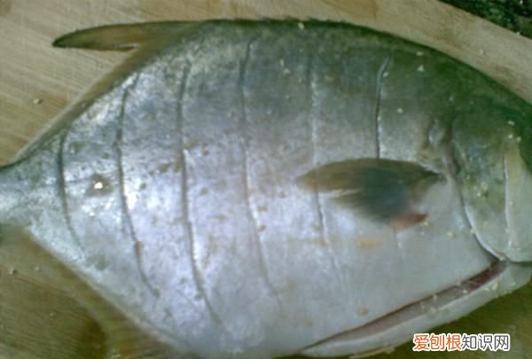 清蒸金昌鱼蒸多久，清蒸金昌鱼做法金昌鱼怎么做好吃