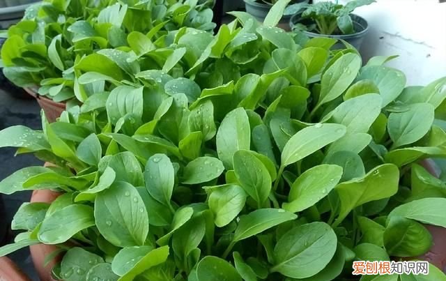 阳台种5种菜简单种一盆吃一夏天