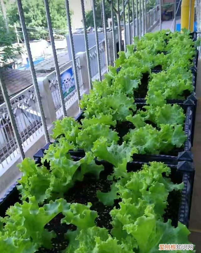 阳台种5种菜简单种一盆吃一夏天