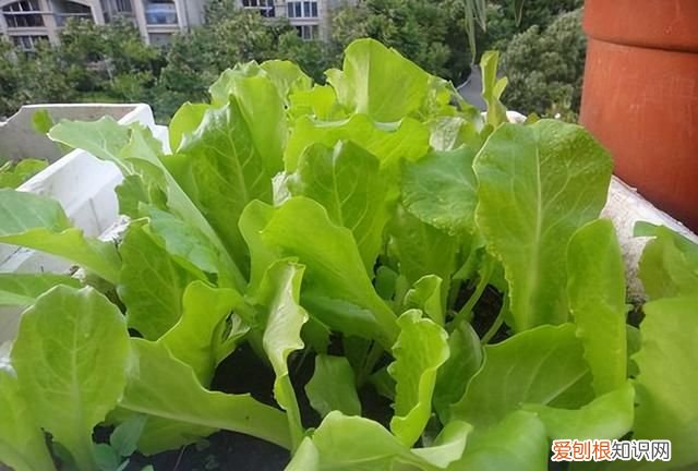 阳台种5种菜简单种一盆吃一夏天