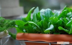 阳台种5种菜简单种一盆吃一夏天