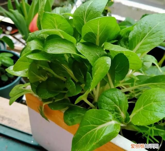 阳台种5种菜简单种一盆吃一夏天