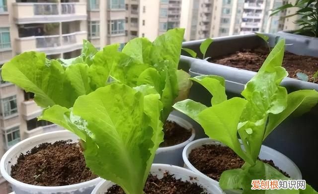 阳台种5种菜简单种一盆吃一夏天