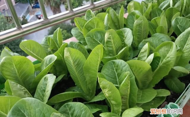 阳台种5种菜简单种一盆吃一夏天