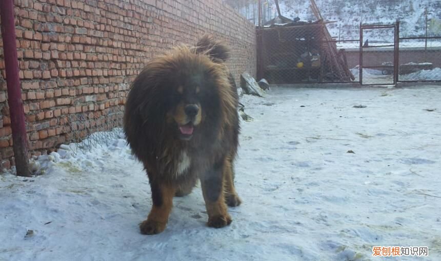 藏獒幼崽多少钱一只 一只小藏獒多少钱