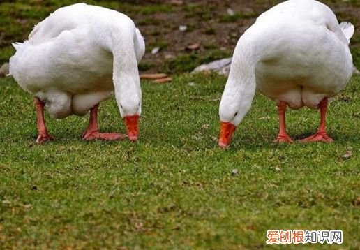 年轻人易得鼻窦炎用鹅都不吃的草！ 鹅不食草有毒吗