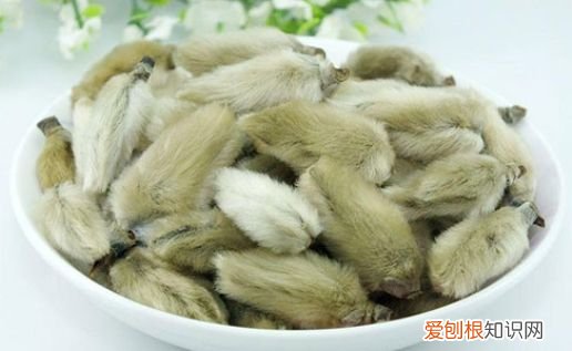 年轻人易得鼻窦炎用鹅都不吃的草！ 鹅不食草有毒吗