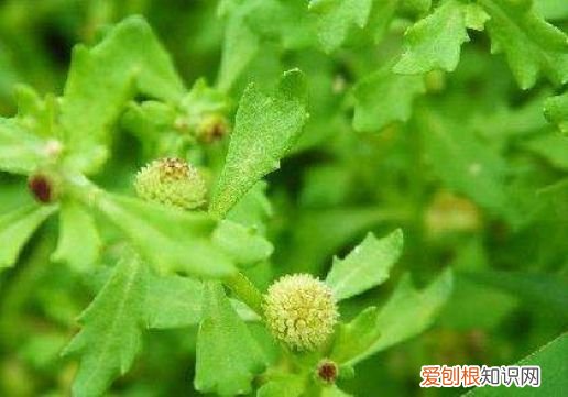 年轻人易得鼻窦炎用鹅都不吃的草！ 鹅不食草有毒吗