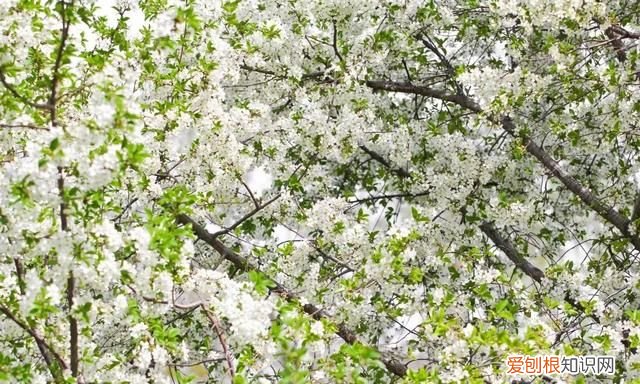 阳春三月,送你30首明媚的诗词是什么