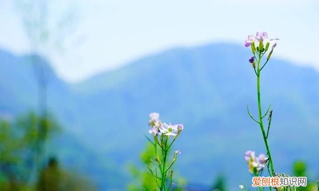 阳春三月,送你30首明媚的诗词是什么