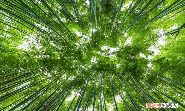 阳春三月,送你30首明媚的诗词是什么