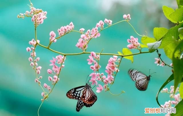 阳春三月,送你30首明媚的诗词是什么