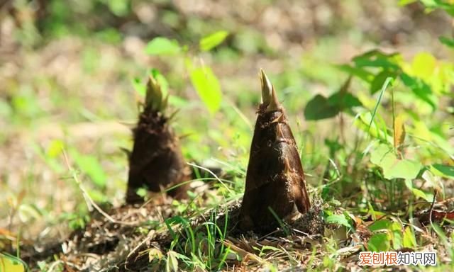 阳春三月,送你30首明媚的诗词是什么