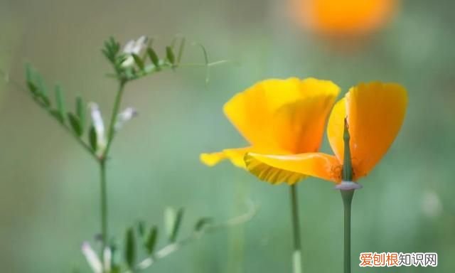 阳春三月,送你30首明媚的诗词是什么