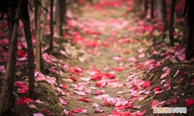 阳春三月,送你30首明媚的诗词是什么