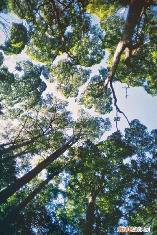 赏读古代诗人的植树诗！ 植树节的诗句
