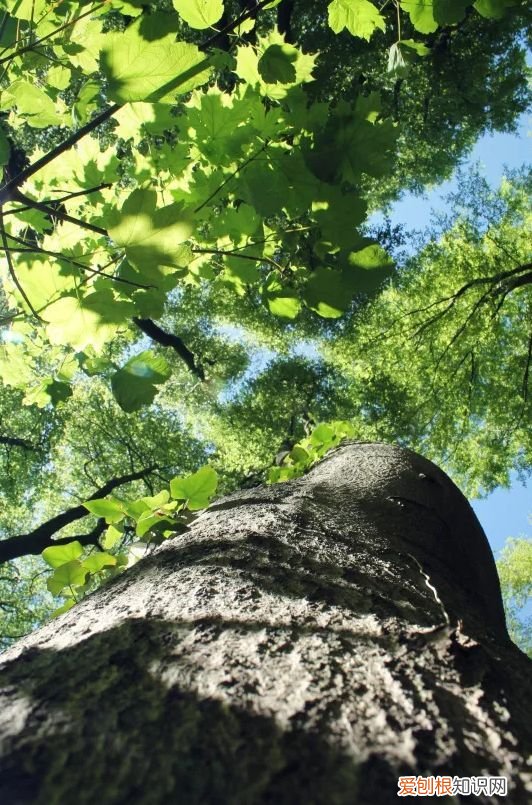 赏读古代诗人的植树诗！ 植树节的诗句