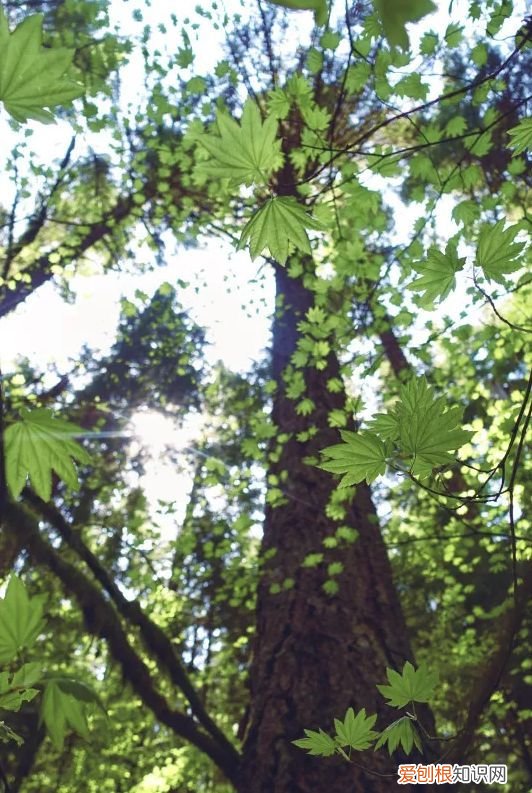 赏读古代诗人的植树诗！ 植树节的诗句