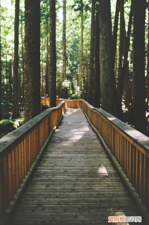 赏读古代诗人的植树诗！ 植树节的诗句