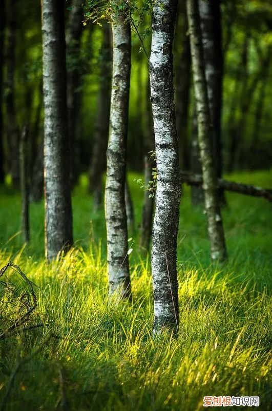 赏读古代诗人的植树诗！ 植树节的诗句