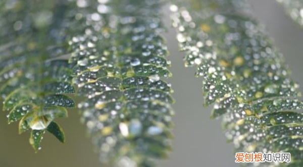 寒露天气预示什么，寒露节气的含义是什么