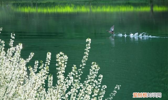 竹外桃花三两枝春江水暖鸭先知的意思