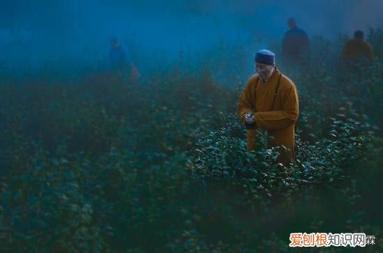 带你了解日本茶文化发展史 日本茶文化