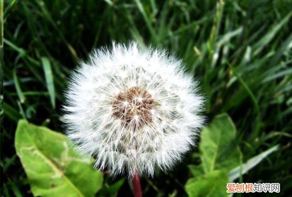 蒲公英怎么泡水喝，蒲公英晒干后泡水喝有什么好处