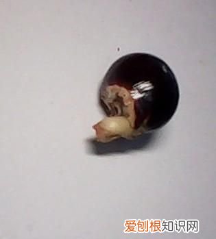 龙眼发芽了能吃吗，龙眼核发芽了能长成龙眼树