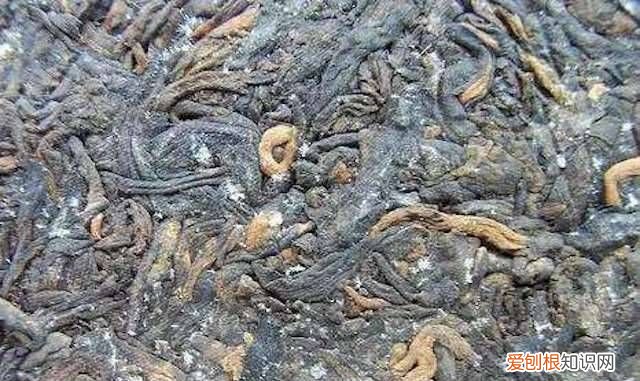 茶叶发霉还能喝吗，酵茶出了霉点子还能喝