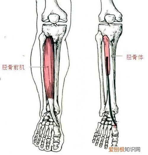 小腿骨膜炎的主要症状有哪些？ 小腿骨膜炎的症状