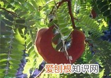 甜角可以泡水喝吗