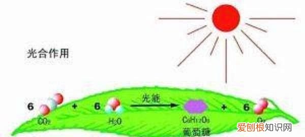 初三化学上册二氧化碳和一氧化碳 二氧化碳的物理和化学性质初中