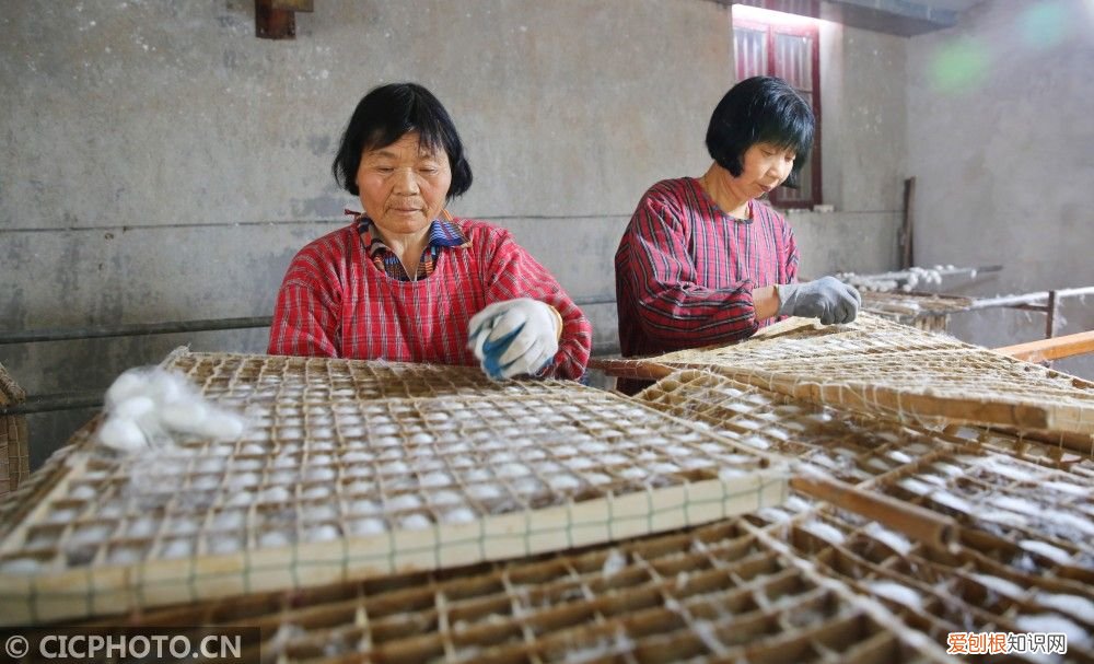 江苏海安：春茧丰收 海安茧丝绸