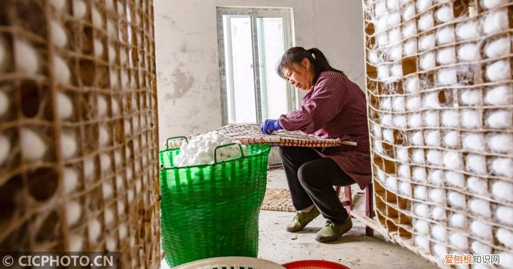 江苏海安：春茧丰收 海安茧丝绸