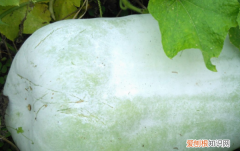 哪些蔬菜的热量低，卡路里最低的蔬菜是什么菜