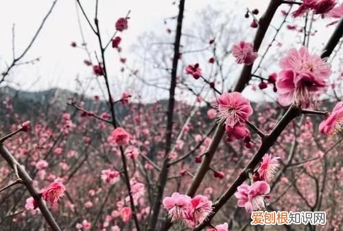 夏天梅花开是好兆头吗,夏天到了荷花开了仿写句子