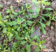 鹅不食草，长在野地里的宝贝 鹅不食草有毒吗