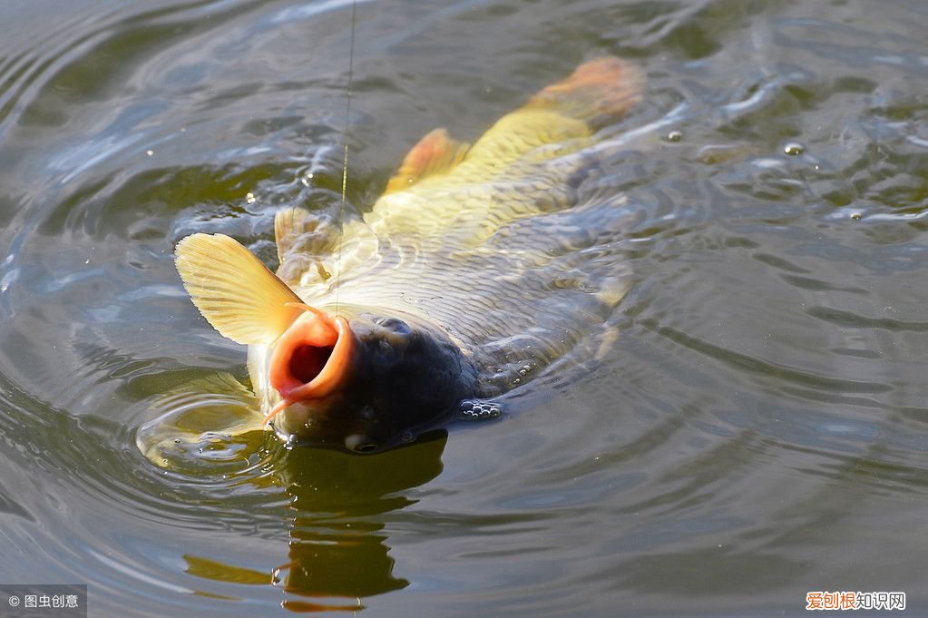 掌握这四大钓鱼技巧 钓鱼攻略