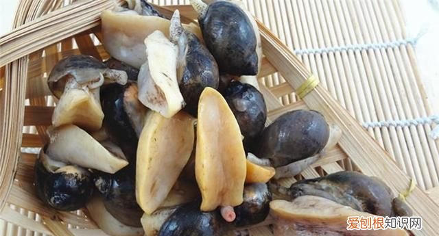 平常大家所提到的鲍鱼,它究竟是长啥样的呢